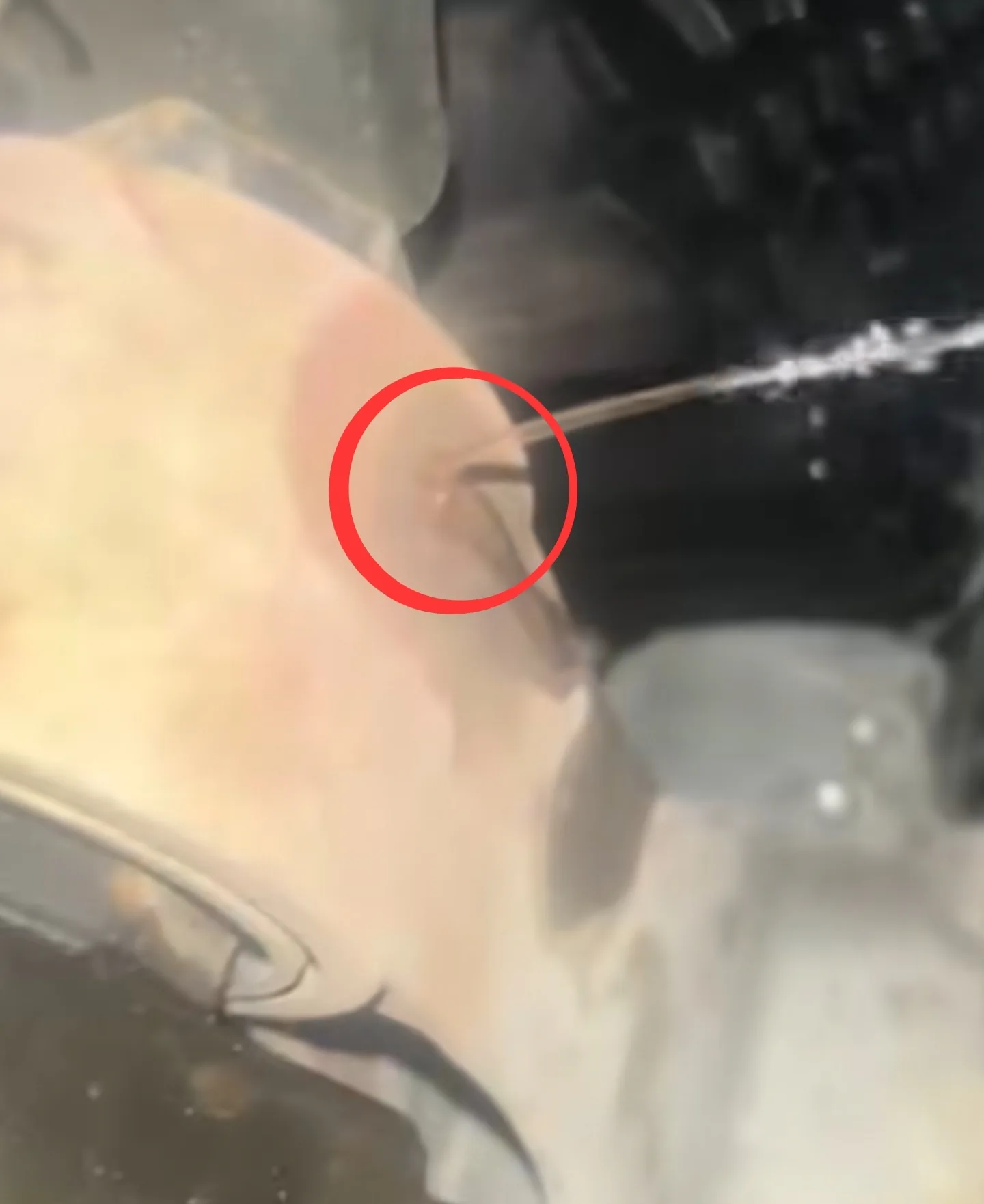Close-up of leaking Mercedes GLE 53 coolant hose with steam spraying, red circle marking the leak point